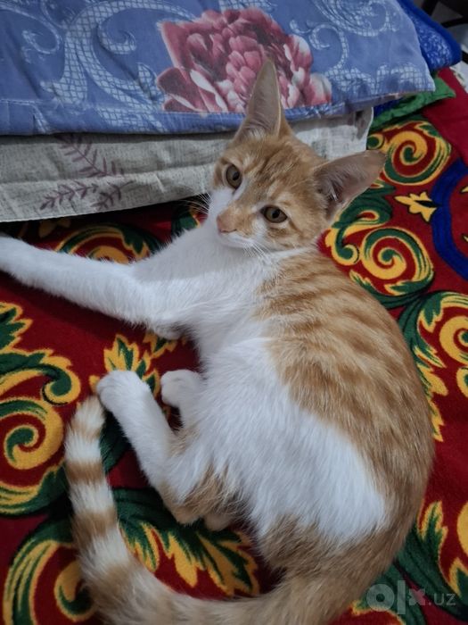 2,5 айлик бала пишик,
