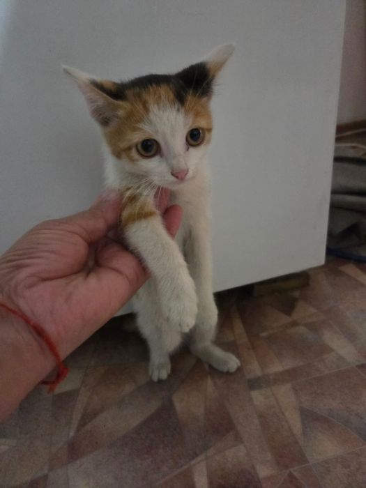 Котята 1 мальчик и 2 девочки, возраст 2 месяца.