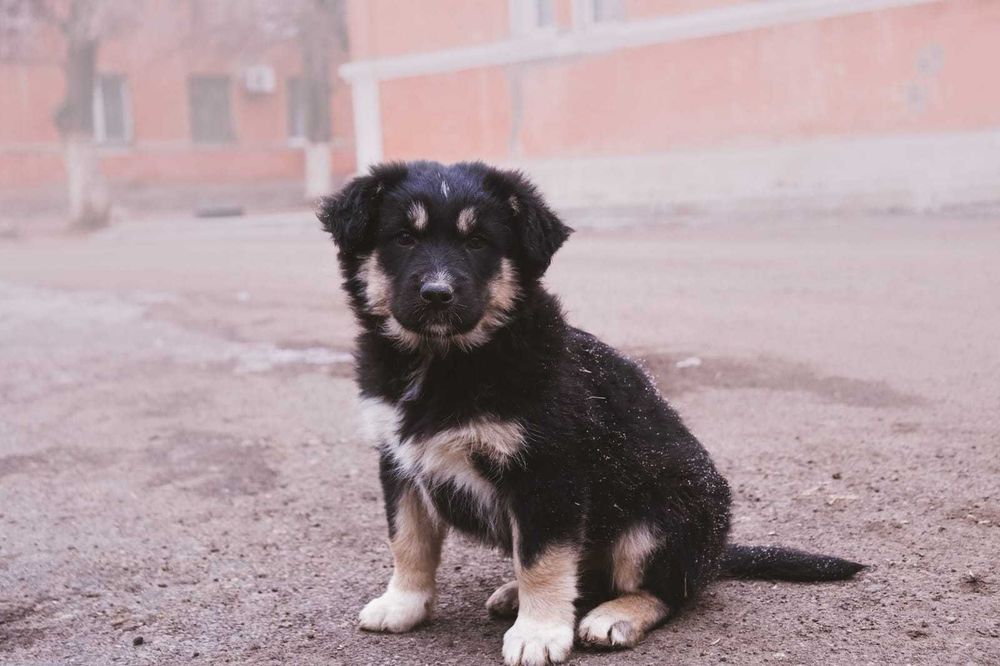 Щенки в добрые руки .