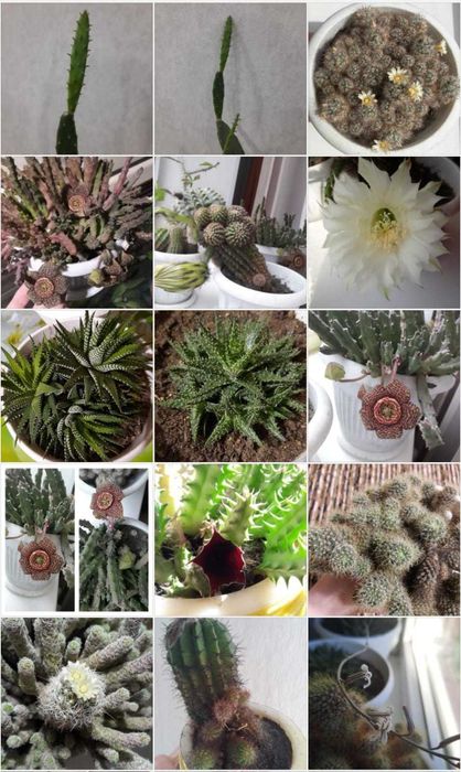 Кактусы (детки) продам