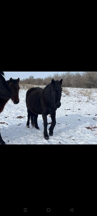 Продаю 2 молодые  Кобылы