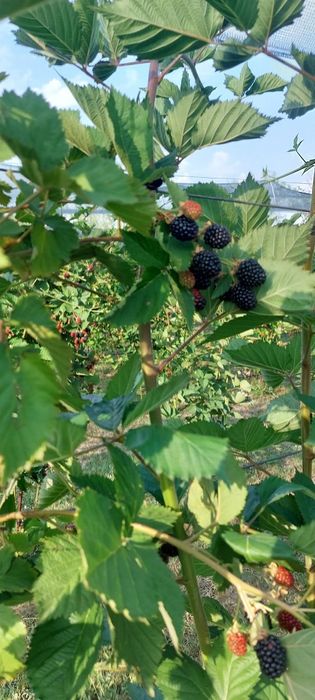 Mure de cultura BIO Congelate