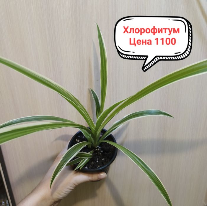 Продам комнатные цветы