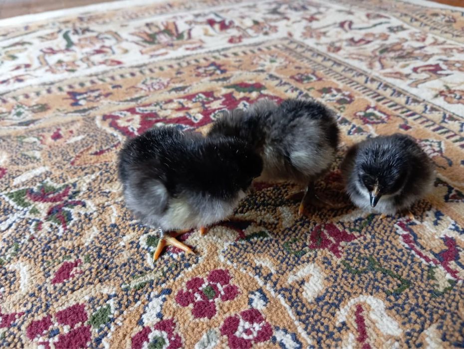 Джерсиский гигант балапандары сатылады