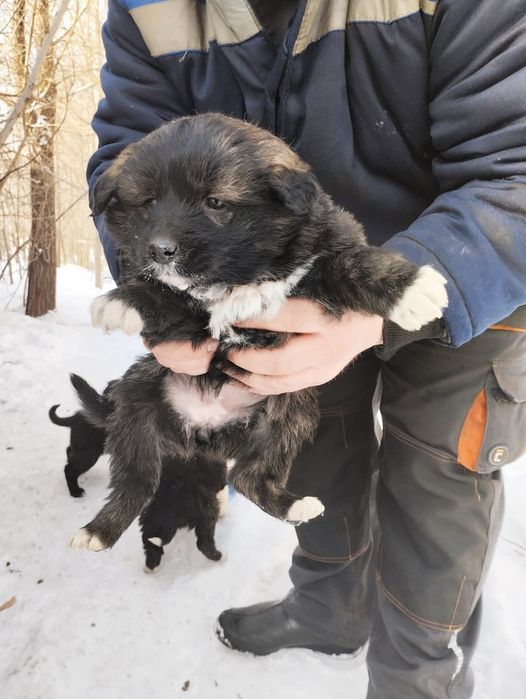 Отдам в добрые руки