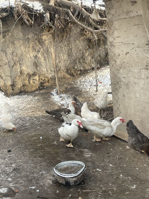 Продам мускусных селезней (индоуток)