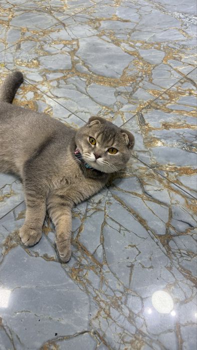 Mushukni uylantiramiz kelin kk soglom Mushuk.