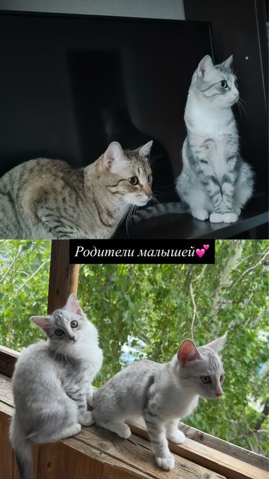 Отдам в добрые руки срочно