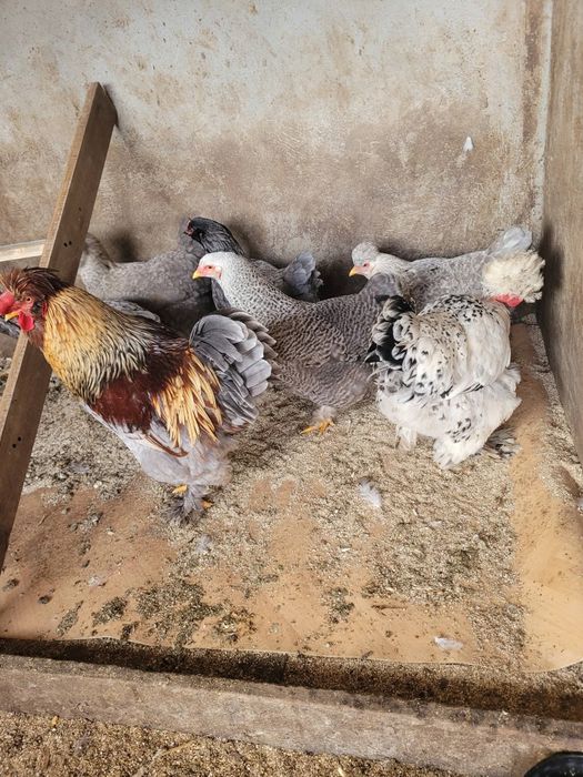 Ouă de moțate,barboase și încălțate