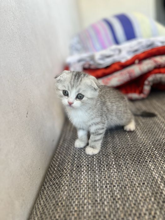 Котенка породы скоттиш фолд