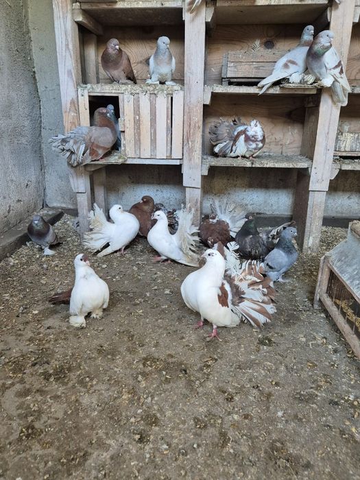 Продам голубей бойных