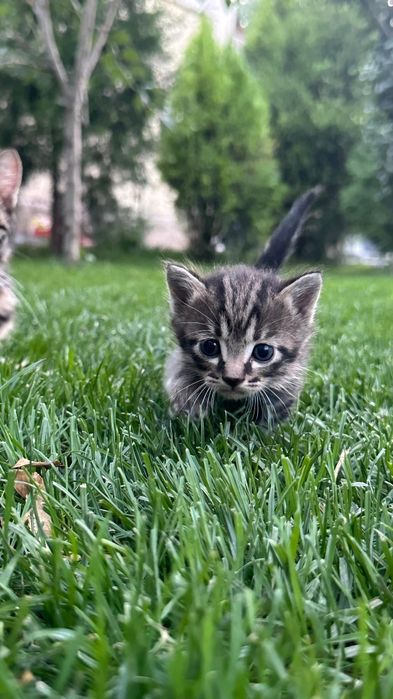 Отдам котят мальенкие