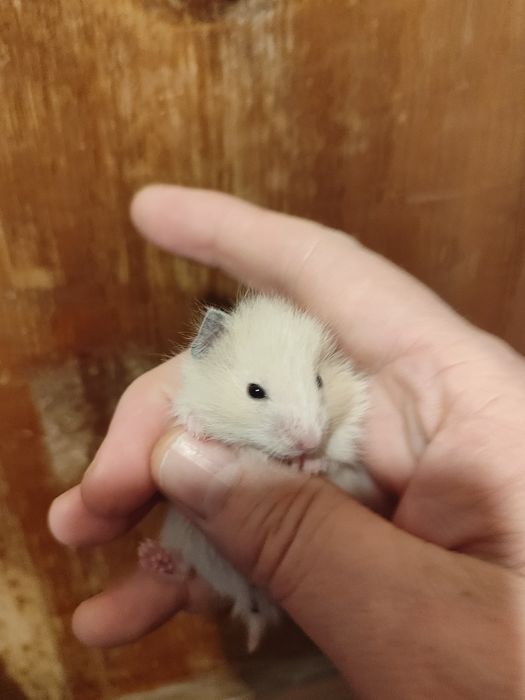 Хомяки сирийские пушистые молодняк Смотрите 3 фото Читайте описании