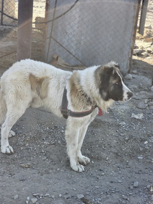 Продам собаку порода алабай