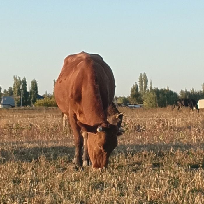 Продаю корову,стельную