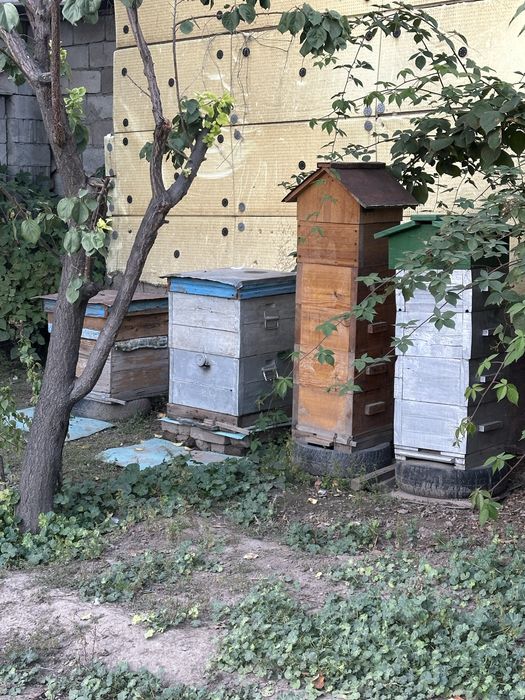 Продам ульи с пчелами