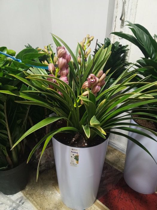 Gullar, Гуллар, Гул, Цветы, Цветок, Растения, Озеленения