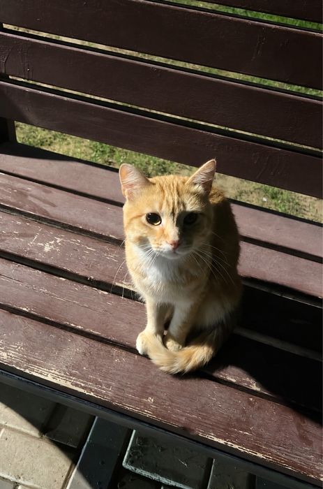 Ищем дом ласковому коту