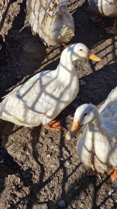 Oua incubat rațe de carne