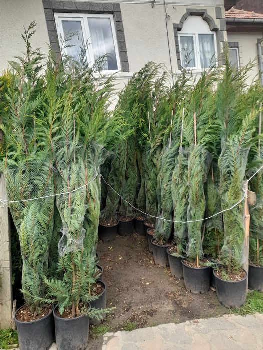 Leylandii chipaross 1,50 2m 2,50 3m