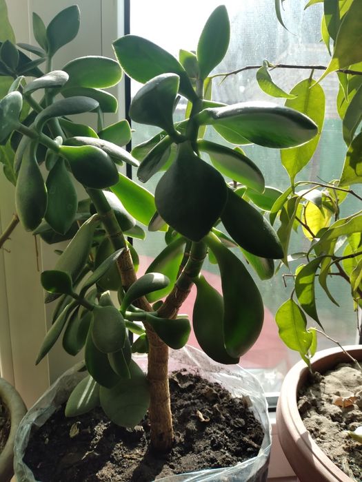 Продаю комнатные растения .