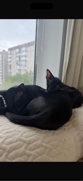 Продам ориентального котенка