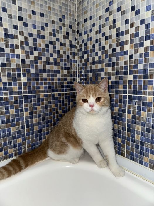 Шотландский Скоттиш Страйт