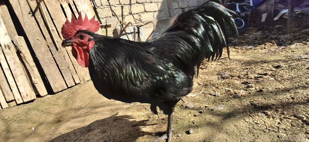 Qora zotdor horoz sotiladi