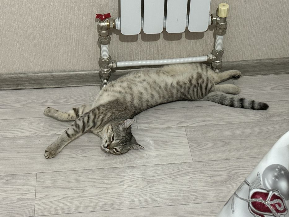 Отдам кота в добрые руки