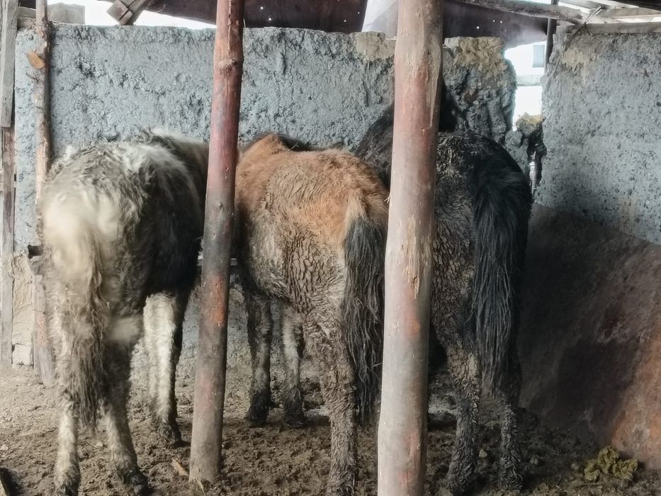 Продам жеребят 270