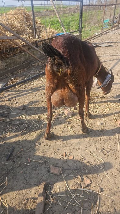 Capra Ango Nubian rasa pura,cu trei iezi