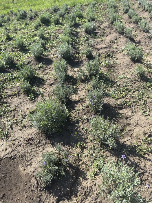 Vand tufe  lavanda