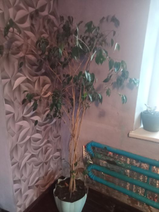 Домашние цветы  от 1000 до 15000