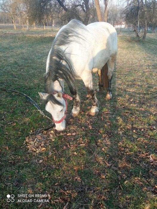 Vand cal blând varsta 8 ani