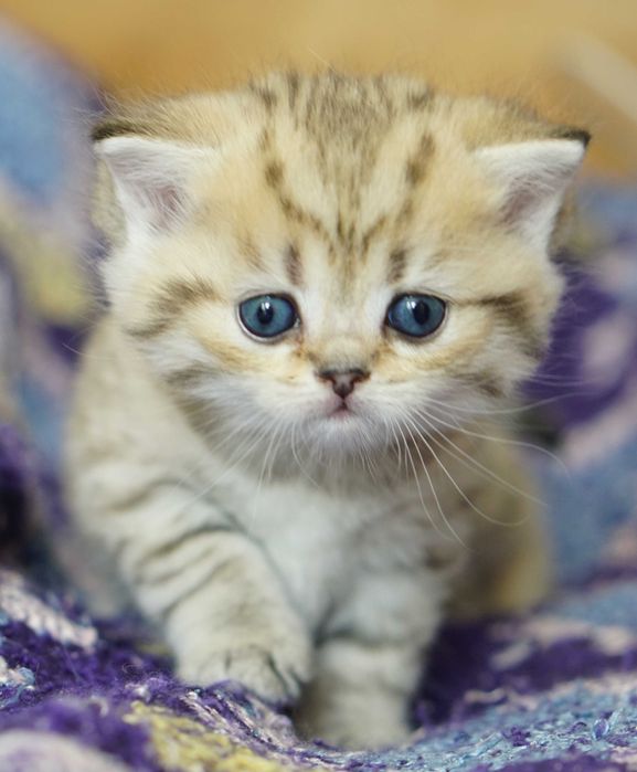 Британски Късокосмести котета