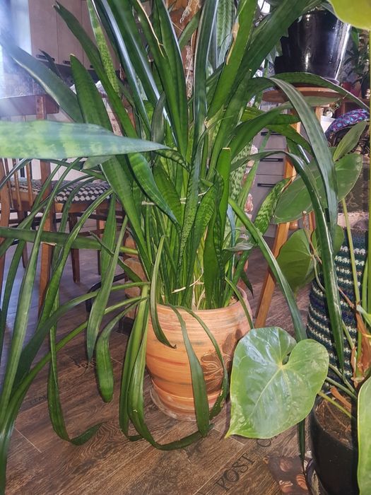 Комнатные. Растения