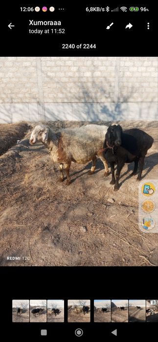 Quylar bug'o'z 2tug'adi