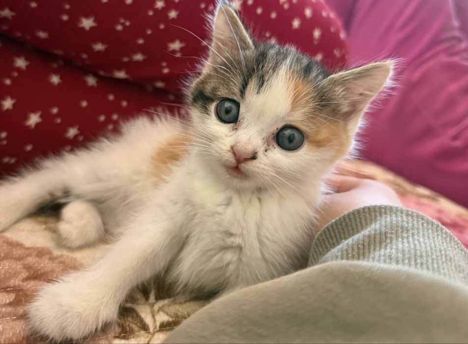 Котенки, 1 мальчик и 2 девочки