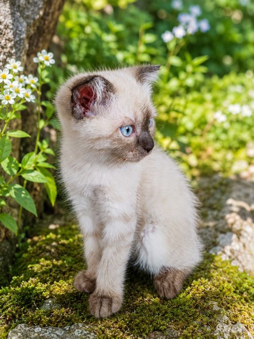 Котятки сиамские, чистокровные