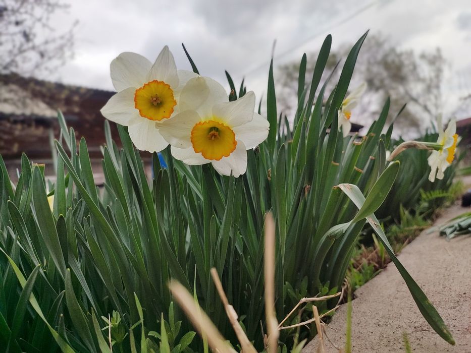 Крупно корончатые нарциссы. Луковицы