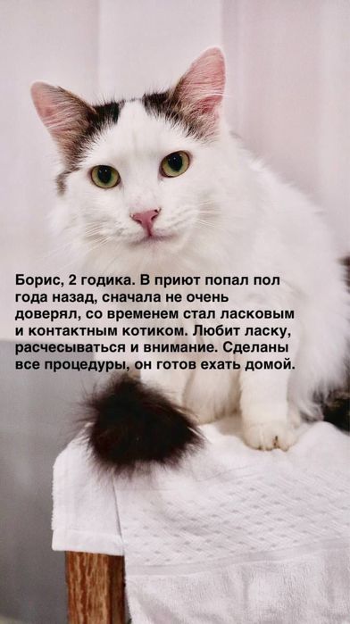 Кот Борис ищет дом!