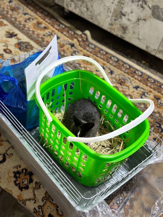 1. "Ideal Uy Hayvoni – Sifatli Karlik Quyonchalari!”

Siz uchun maxsus