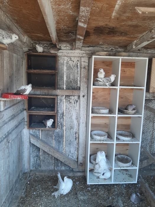 Porumbei pavasi diferite culori