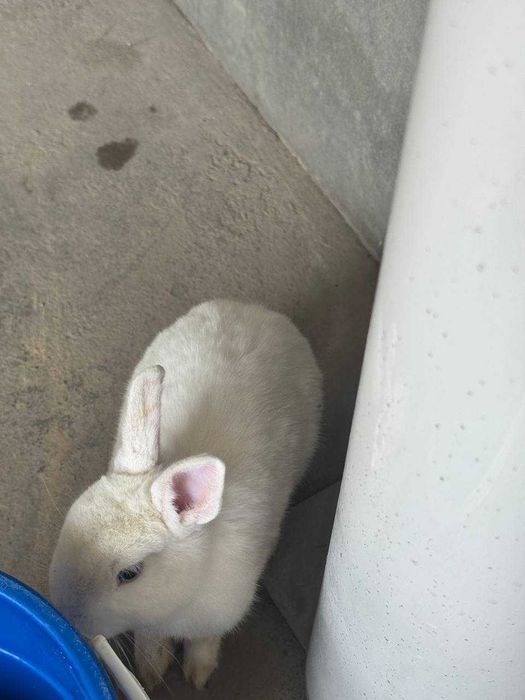 Quyon зайчик sotiladi