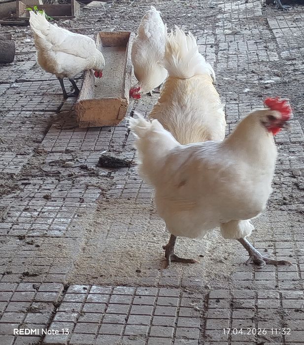 Разплодни яйца от Бяло Брезе