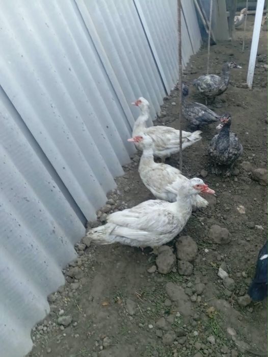 продам индоуток