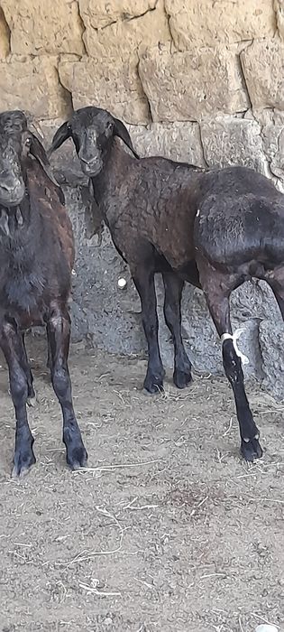 Семіз екі тоқты ..