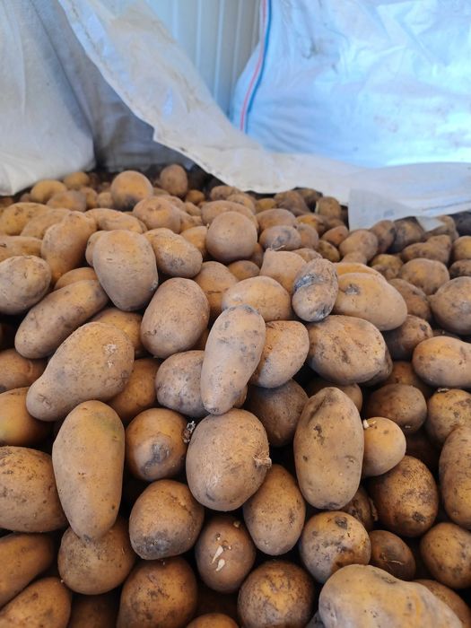 Vand cartofi pentru animale