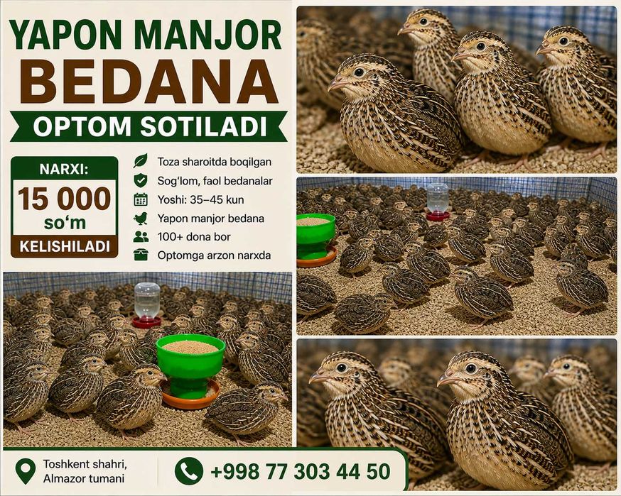Bedana sotiladi, yapon manjor zoti, 100+