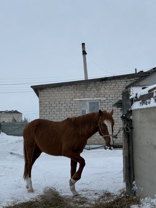 Айгыр сатылады 5